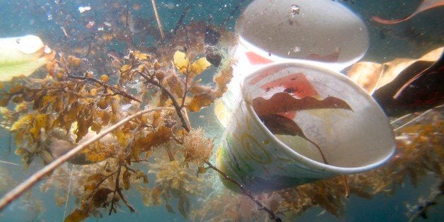 A plastic cup floating in Sydney harbor.