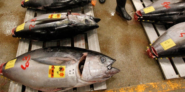 In this Jan. 5, 2013 photo, a prospective buyer walks by tunas before the first auction of the year at the Tsukiji Market in Tokyo. Catching bluefin tuna, called âhon-maguroâ here, is a lucrative business. A single full-grown specimen can sell for 2 million yen, or $20,000, at Tokyoâs sprawling Tsukiji fish market. Japanese fishermen are vying with Korean, Taiwanese and Mexican fisherman for a piece of a $900 million wholesale market. (AP Photo/Shuji Kajiyama)