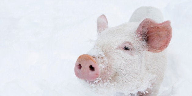 teenage pig in pen surrounded by new fallin snow