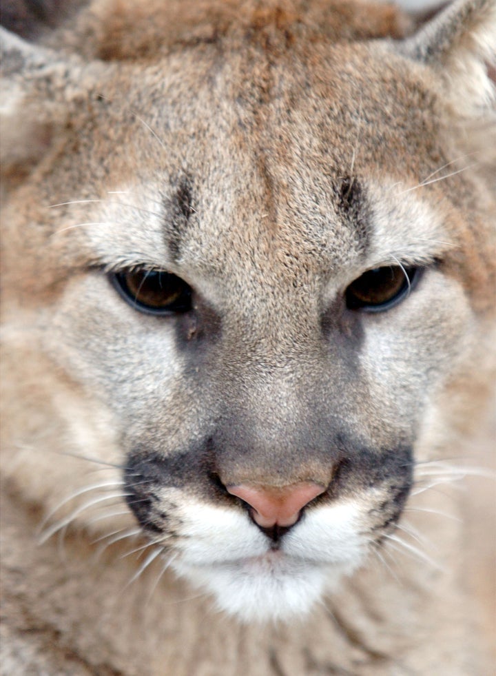 Mountain Lion Killed In Connecticut Is Traced To South Dakota ...