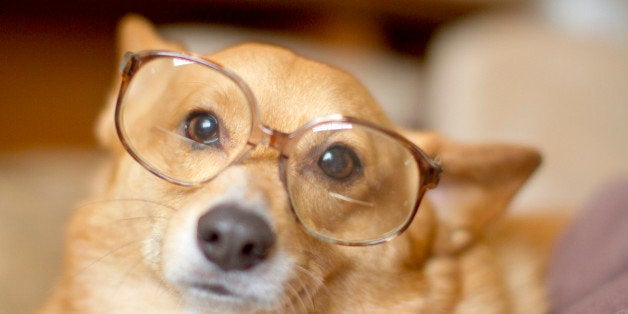 Corgi in nerd glasses