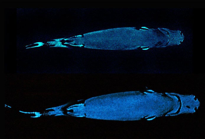 dwarf lantern shark