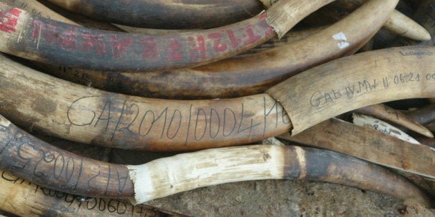 Five tons of ivory worth around 10 million euros ($14 million) wait to be burnt on June 27, 2011 in Libreville to mark his go