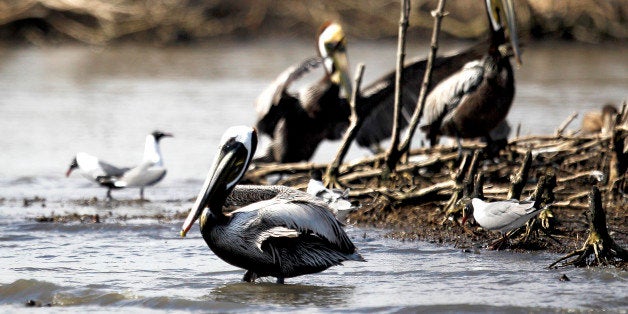 Healthy brown pelicans are pictured along Cat island in Barataria Bay near Myrtle Grove, Louisiana March 31, 2011. BP's well