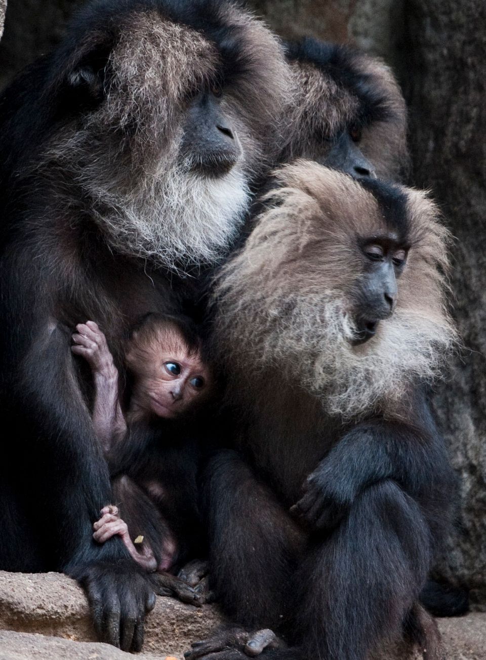A one-month-old baby lion-tailed macaque