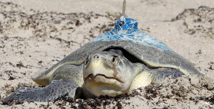 Adelita, A Sea Turtle's Journey