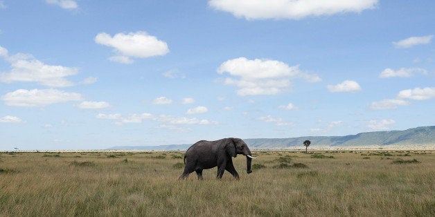 TALEK, KENYA - FEBRUARY 29: An elephant walks across the open plains of the Maasai Mara National Reserve on February 29, 2016 in Talek, Kenya. The east African country covers around 580,000 square kilometers and is synonymous with the safari. Boasting some of the finest natural parks and wildlife conservancies on the continent with potential for seeing many species of wildlife including the Big Five. The Elephant, Lion, Leopard, Rhinoceros and Cape Buffalo. (Photo by Ian Forsyth/Getty Images)