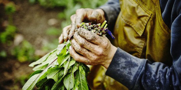 Farmers muddy hands bundling bunch of organic dandelion greens in field