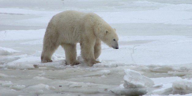 Churchill Northern Manitoba Polar Bear