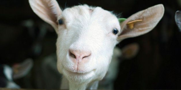 Meet The 4 Women Who Went To Court And Came Home With A Goat Huffpost