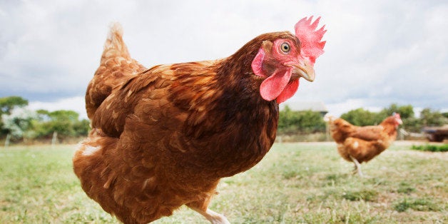 Close up of chicken in field