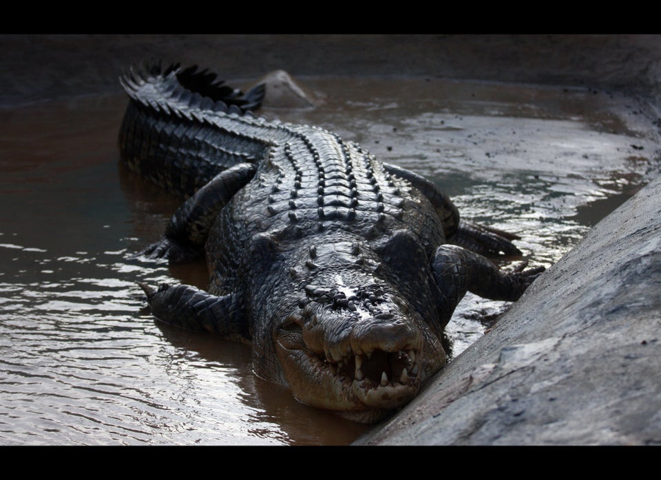  Giant  Philippine Crocodile  Faces An Uncertain Fate PHOTOS 