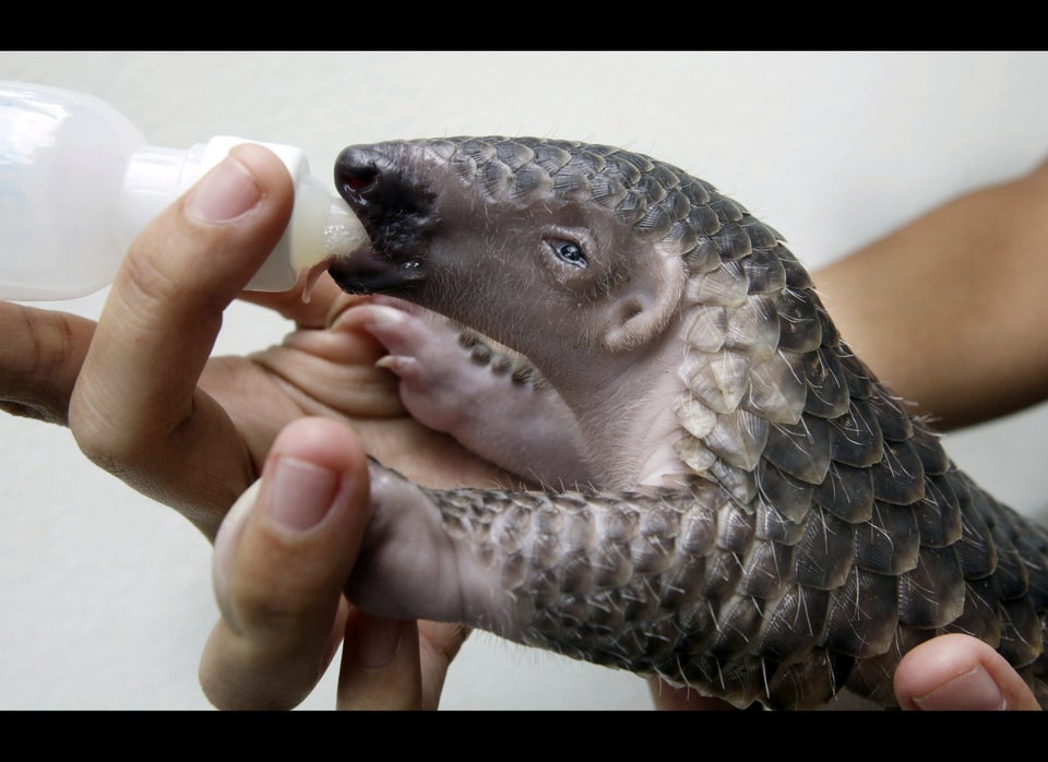 Asia Endangered Anteater