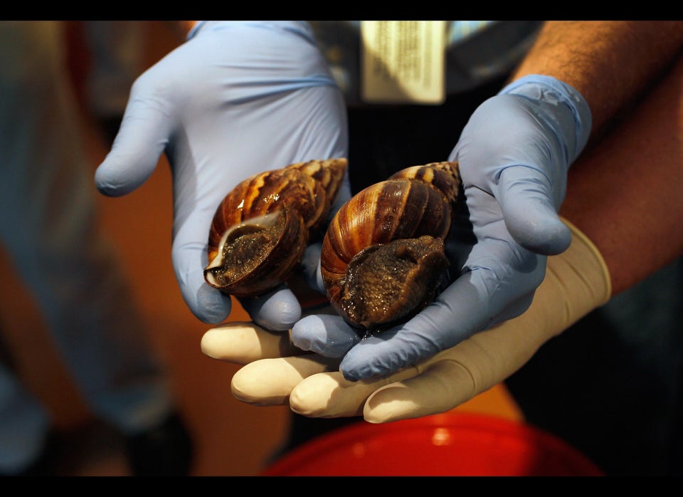 Giant African land snails in Miami