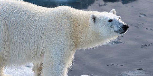 SVALBARD AND JAN MAYEN ISLANDS - 2015/07/20: A close-up of a polar bear (Ursus maritimus) on the pack ice north of Svalbard, Norway. (Photo by Wolfgang Kaehler/LightRocket via Getty Images)