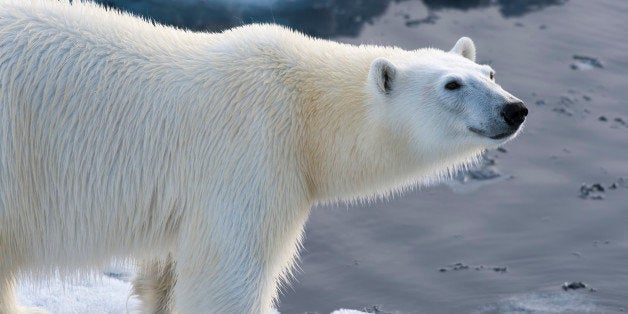 SVALBARD AND JAN MAYEN ISLANDS - 2015/07/20: A close-up of a polar bear (Ursus maritimus) on the pack ice north of Svalbard,