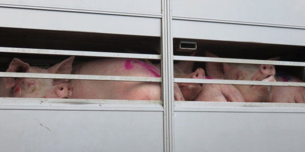 Pigs on a truck on their way to a slaughter house. 