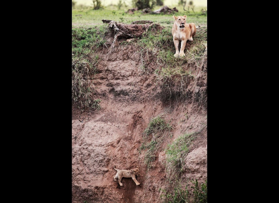 Mother Lioness Rescues Cub Photos