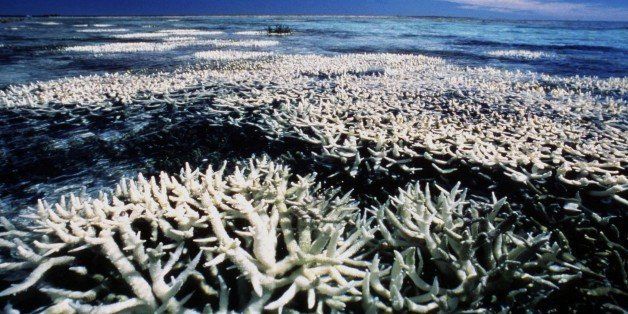 Coral on Australia's Great Barrier Reef can be seen suffering from bleaching. The world's largest coral structure is experiencing its worst ever case of bleaching, with Australian marine scientists saying 60 percent of 3,000 coral reefs along the reef's 2,000 kilometres (1,284 miles) has been effected. Scientists fear it could threaten the fragile marine environment. Picture taken 25APR98.