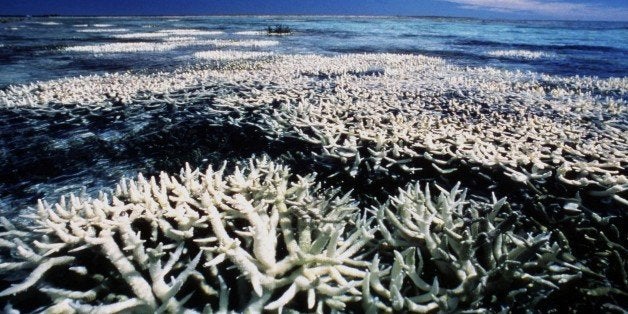 Coral on Australia's Great Barrier Reef can be seen suffering from bleaching. The world's largest coral structure is experien