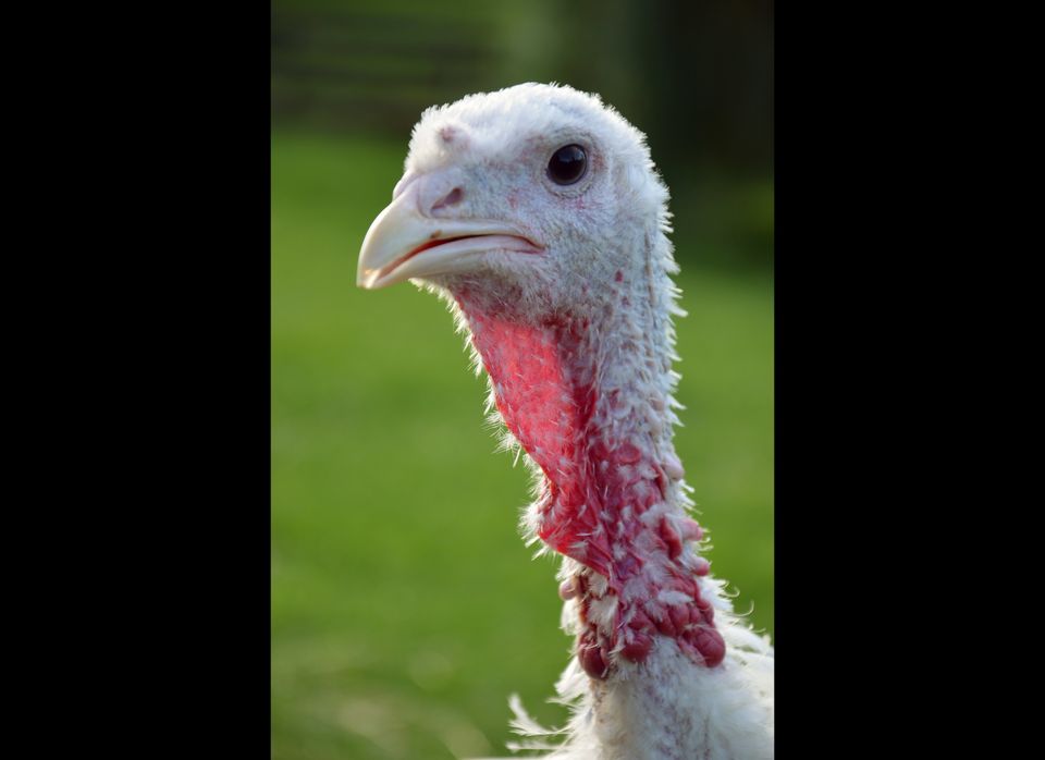 Adopt A Turkey
