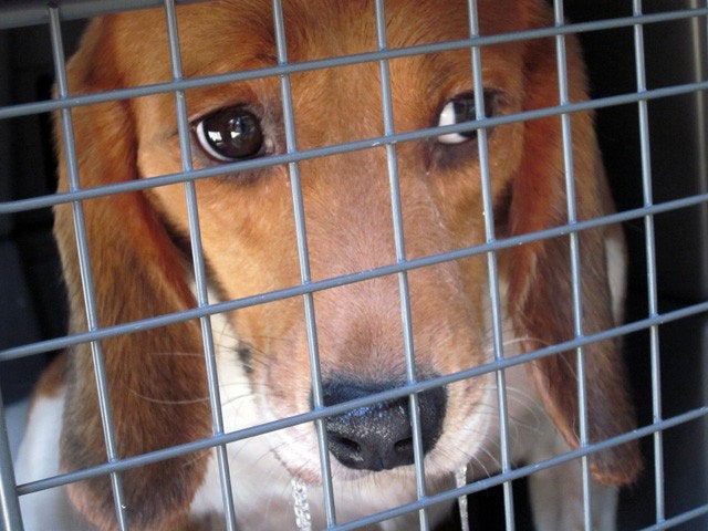 The Beagle Freedom Project