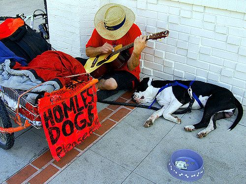 do dogs like country music