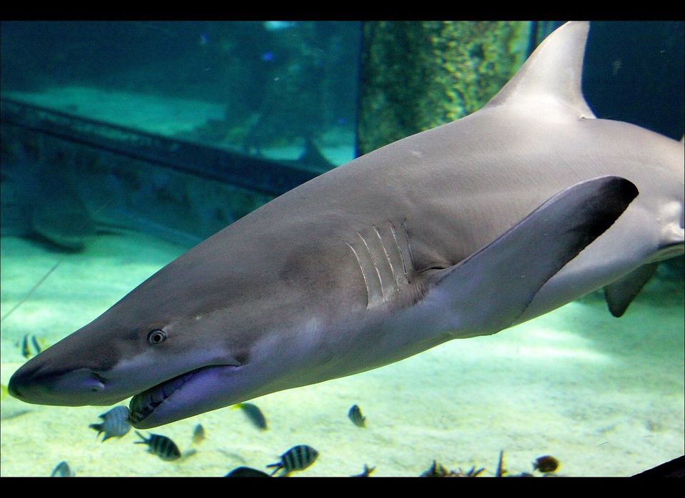 Put Great White Sharks On Endangered Species List