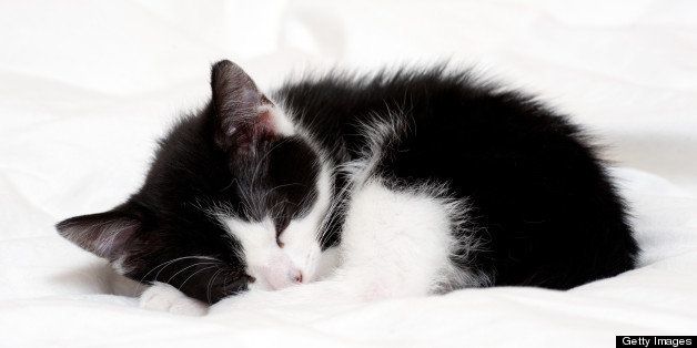 A 9-week old kitten sleeping (Felis catus)