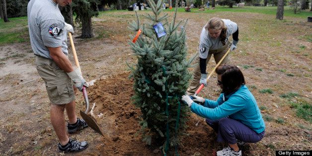 DENVER, CO-- Washington Park resident, Claire Magrath, right, assists AmeriCorps volunteers, Dan Tardy, left, from Chicago, and Connie Arend, center, from Charlotte North Carolina, in planting a Colorado Blue Spruce tree in the northwest part of Washington Park known as the 'Evergreen Hill' area Saturday morning. 'A large volunteer service effort managed by Volunteers for Outdoor Colorado lead 500 volunteers in repairing and restoring the current Washington Park running trail with new crusher fine surfacing. Half of the registered volunteers are individuals, corporate teams, and families from the community; and half are young adults from the AmeriCorps NCCC program. Additionally, the Park People lead the planting of 25 trees in the Evergreen Hill area of the park to assist with the City's efforts of reforesting.' Andy Cross, The Denver Post (Photo By Andy Cross/The Denver Post via Getty Images)