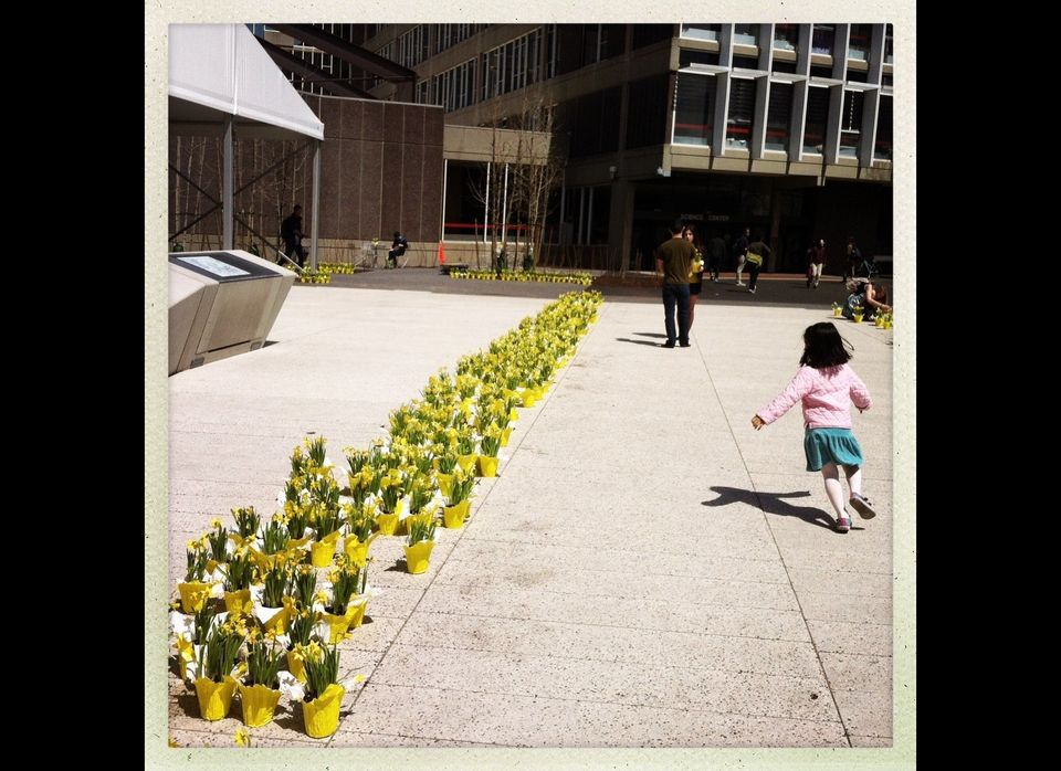 One of the rows of what appeared to be thousands of flowers on the plaza adjacent to Harvard Yard.
