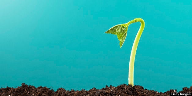 Small plant on fresh background.