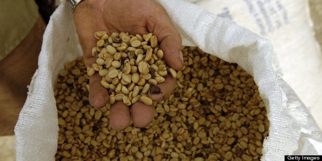 EL CARMEN, COSTA RICA - 13MAY2007: Jose Antonio Vargas Monge, an organic coffee grower and president of Asoprola, an association of organic coffee growers near El Carmen, Costa Rica, runs his hands through beans used for local consumption and not for export. (Photo by Andy Nelson/The Christian Science Monitor/Getty Images)