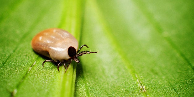 Tick on leaf