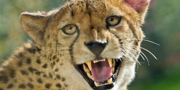 A cheetah is pictured on October 19, 2012 at the Opelzoo near Kronberg, western Germany. In the wild, cheetahs live in Africa and parts of the Middle East. The animals are known for their ability to run faster than any other land animal. AFP PHOTO / BORIS ROESSLER GERMANY OUT (Photo credit should read BORIS ROESSLER/AFP/Getty Images)