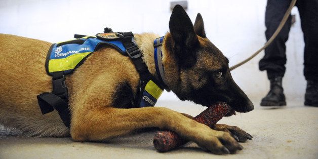 A police dog bites a stick beside a police dog-handler of a canine unit, on October 12, 2012, at the French Gendarmerie Canine National Training Centre (CNICG) in Gramat, southcentre France. Dog-handlers of the CNICG are specialized in searching human body parts and corpses decaying after five days, and also blood stains and fire accelerating products. AFP PHOTO/REMY GABALDA (Photo credit should read REMY GABALDA/AFP/GettyImages)
