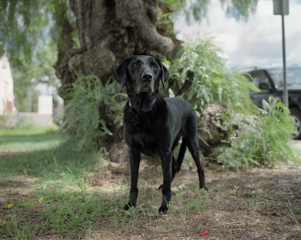 search and rescue dogs 911