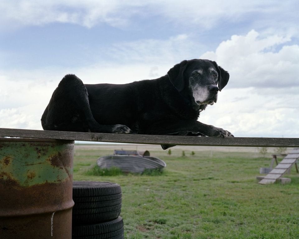 search and rescue dogs 911