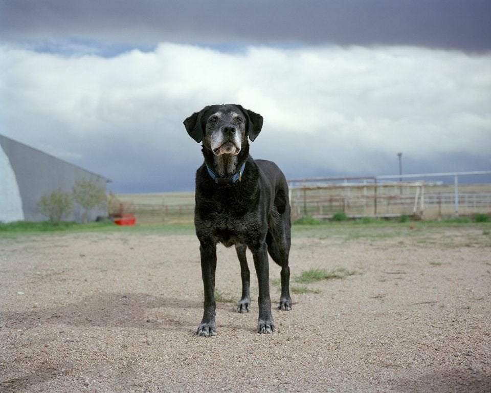 search and rescue dogs 911