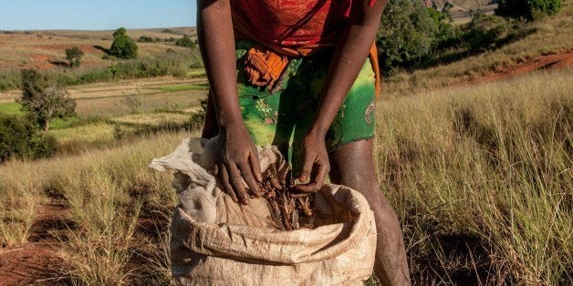 TO GO WITH AFP STORY BY GAELLE BORGIAA farmer from Amparihibe village shows a bag full of locust which will be used to feed pigs, on May 7, 2014 in Tsiroanomandidy, western Madagascar. A Food and Agriculture Organization of the United Nations (FAO) mission is to fight the locust's swarm with an insecticide. AFP PHOTO/RIJASOLO (Photo credit should read RIJASOLO/AFP/Getty Images)