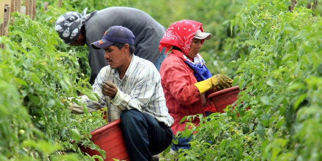 ** ADVANCE FOR WEEKEND OF MAY 6-7 ** Farmworkers pick tomatoes at Taylor & Fulton Tomatoes Thursday, March 30, 2006, in Immokalee, Fla. The Coalition of Immokalee Workers' came to prominence in the 1990s by championing a series of farmworker abuse cases and by organizing a four-year boycott of Taco Bell that ended in 2005 after the restaurant agreed to pay Florida farmworkers an extra penny a pound for its tomatoes. Now it has its sights set on the entire fast-food industry, starting with the giant of giants, the McDonald's Corp. The coalition wants McDonald's to increase wages, improve working conditions and give tomato pickers a greater voice in their future. (AP Photo/Luis M. Alvarez)