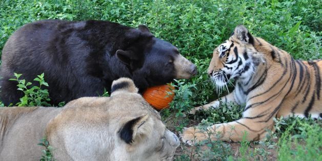 LOCUST GROVE, GA - UNDATED: EXCLUSIVEShere Khan the tiger, Leo the lion and Baloo the bear play outside at the Noah Ark Rehabilitation Centre in LOCUST GROVE, GA. Known as the BLT, or Bear, Lion and Tiger, these most unusual and unlikely animal friends are having to go on a diet after being spoilt too much. For not only do Baloo the bear, Leo the Lion, and Shere Khan the tiger have an unnatural bond, they also have a remarkable appetite too. Devouring almost 100 pounds worth of meat and vegetables a week between them, the rescued big beasts had developed something of an obesity problem. Staff at Noah's Ark Animal Rehabilitation Centre in the state of LOCUST GROVE, GA, decided to stop indulging their favoured guests and to put them on a diet after they each gained 100lbs. (Photo by Barcroft USA / Getty Images)