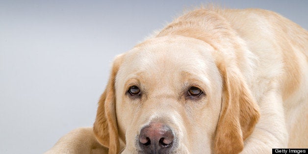 Seeing eye dog. Puppy in training to become a guide dog for the blind.