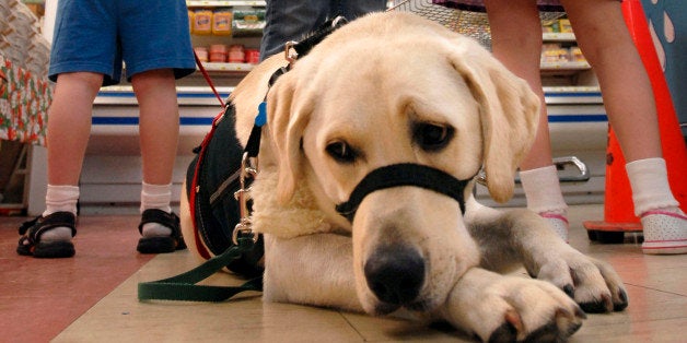 Autism service dog, Chewey, takes a break as he waits for Nichelle Drew and her daughter Kelsey, 7, right, and son Kaleb, 6, to fill up water bottles at the grocery store in Villa Grove, Ill., after Kaleb's first day of school on Friday, Aug. 21, 2009. Like seeing-eye dogs for the blind, trained dogs are now being used to help autistic children deal with their disabilities. But some schools want to keep the animals out, and families are fighting back. (AP Photo/Robin Scholz)