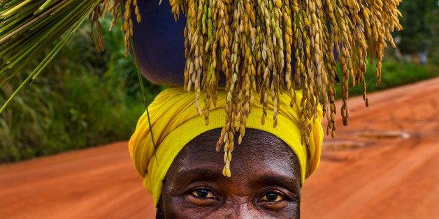 FOYA, LIBERIA-NOVEMBER 6: Sogbondo Raylo, carries a bundle of freshly harvested rice on here head on Friday November 6, 2014