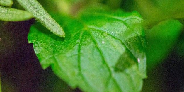 A closer look at the small herb garden growing in the kitchen.Day 225 - #CY365 - Homegrown