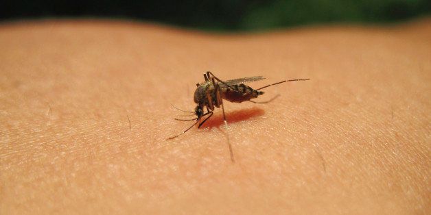 Mosquito sucking blood, little insect on skin