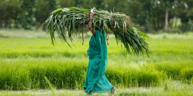 A farmer woman carries fodder on her head and walks past a paddy field at Phoolpur, about 40 kilometers east of Allahabad, in
