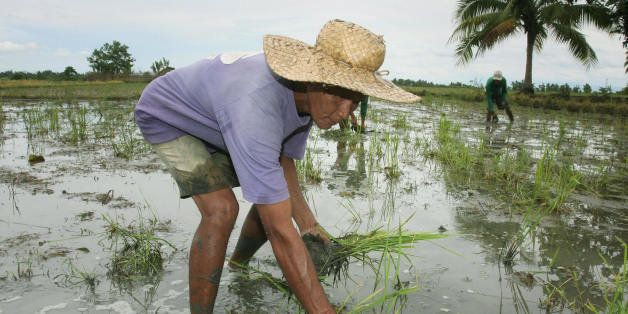 Filipino farmer Gamaliel Pagharion inspects his rice farm after it was damaged by flood and pests, a recipe for a failed harvest in Pigcawayan the rice producing town of North Cotabato province in southern Mindanao island on May 9, 2008. Philippine authorities would pursue an 'aggressive' buying policy to boost rice stocks for one of the world's largest rice importers ahead of the typhoon season and supply cheap rice to the poor. The shift to biofuels productions or other land use, trade restrictions, increased demand from Asia, poor harvests due to calamities and pests and higher transport costs have all been blamed for the price rises to near-record levels in recent months. AFP PHOTO/MARK NAVALES (Photo credit should read MARK NAVALES/AFP/Getty Images)