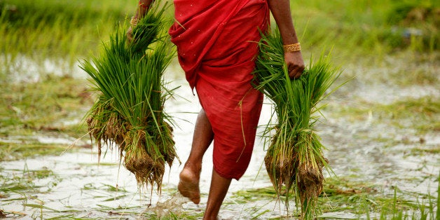 A farmer woman carries paddy to sow in a field at Kunwarpur village about 70 kilometers (44 miles) east of Allahabad, India,
